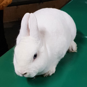 Rassekaninchen